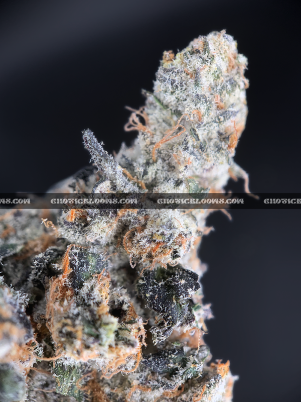 "Close-up of French Lotus strain featuring dense, trichome-coated purple buds with orange hairs, available for weed delivery in Virginia. This rare hybrid offers a citrusy, gassy aroma with earthy undertones and high THC potency, ideal for experienced users seeking premium flower on the East Coast.