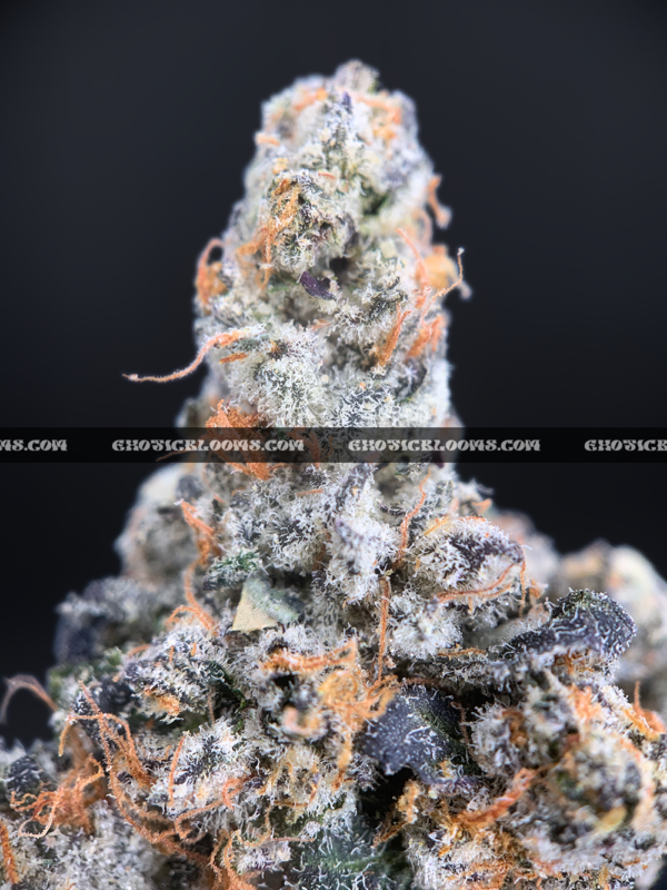 "Close-up of French Lotus strain featuring dense, trichome-coated purple buds with orange hairs, available for weed delivery in Virginia. This rare hybrid offers a citrusy, gassy aroma with earthy undertones and high THC potency, ideal for experienced users seeking premium flower on the East Coast.