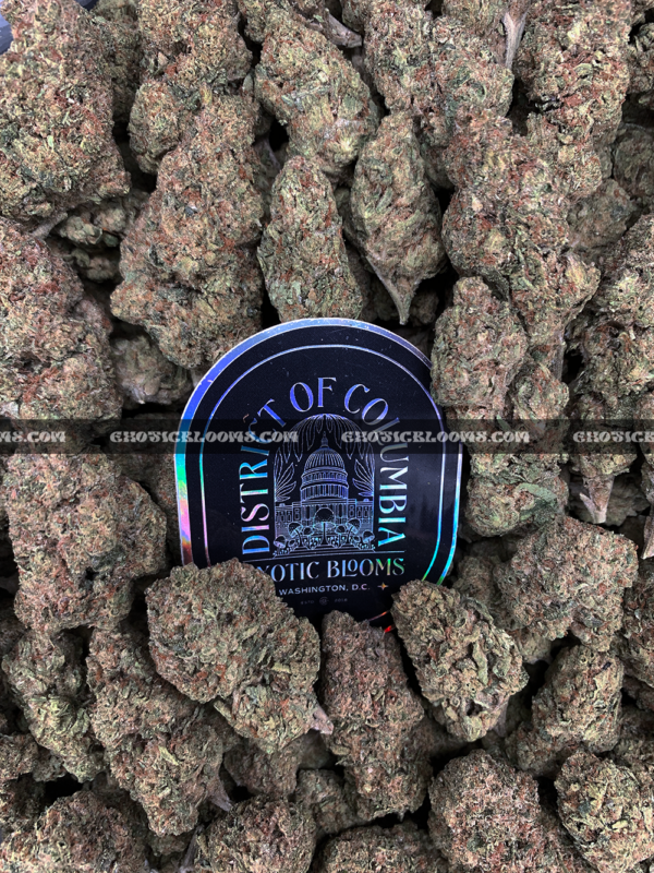 Close-up of 99 Problems strain featuring large, spade-shaped buds with bright orange hairs and frosty white trichomes, available for weed delivery in Virginia and Washington, DC. Known for its sweet berry-diesel flavor and energizing sativa effects
