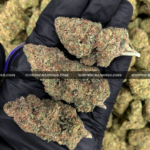 Close-up of 99 Problems strain featuring large, spade-shaped buds with bright orange hairs and frosty white trichomes, available for weed delivery in Virginia and Washington, DC. Known for its sweet berry-diesel flavor and energizing sativa effects