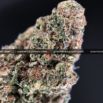 Close-up of 99 Problems strain featuring large, spade-shaped buds with bright orange hairs and frosty white trichomes, available for weed delivery in Virginia and Washington, DC. Known for its sweet berry-diesel flavor and energizing sativa effects