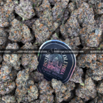 Close-up of Blue Lotus strain by Maven Genetics, featuring dense frosty buds with a gassy aroma and over 30% THC, available for rare weed delivery in Virginia and Washington, DC.