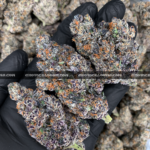 Close-up of Blue Lotus strain by Maven Genetics, featuring dense frosty buds with a gassy aroma and over 30% THC, available for rare weed delivery in Virginia and Washington, DC.