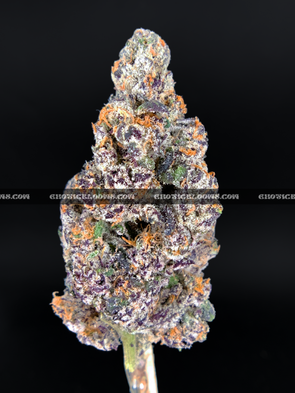 Close-up of Blue Lotus strain by Maven Genetics, featuring dense frosty buds with a gassy aroma and over 30% THC, available for rare weed delivery in Virginia and Washington, DC.