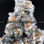 Close-up of Blue Lotus strain by Maven Genetics, featuring dense frosty buds with a gassy aroma and over 30% THC, available for rare weed delivery in Virginia and Washington, DC.