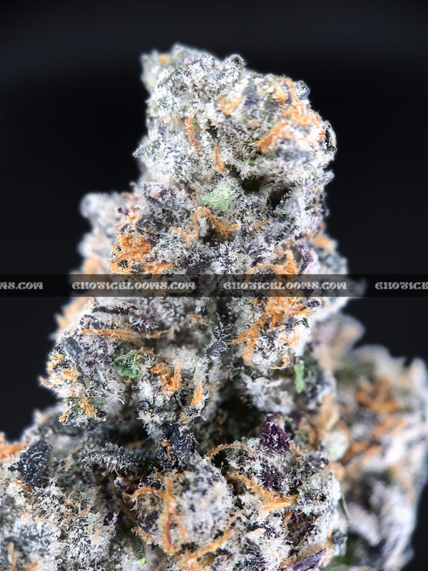 Close-up of Blue Lotus strain by Maven Genetics, featuring dense frosty buds with a gassy aroma and over 30% THC, available for rare weed delivery in Virginia and Washington, DC.