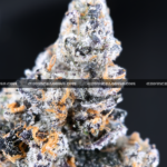 Close-up of Blue Lotus strain by Maven Genetics, featuring dense frosty buds with a gassy aroma and over 30% THC, available for rare weed delivery in Virginia and Washington, DC.