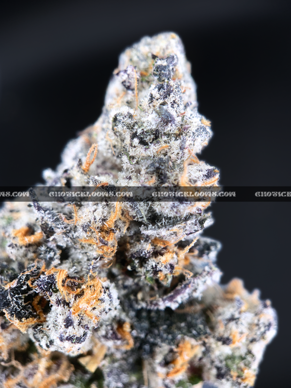 Close-up of Blue Lotus strain by Maven Genetics, featuring dense frosty buds with a gassy aroma and over 30% THC, available for rare weed delivery in Virginia and Washington, DC.