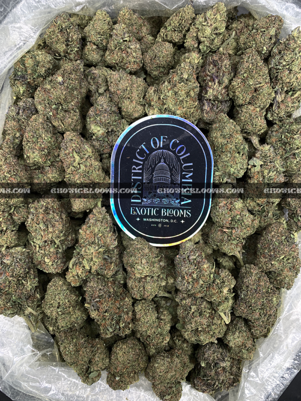 Close-up of Cake Pop strain showing long minty green buds with amber hairs and frosty amber trichomes, available for weed delivery in Virginia and Washington, DC. Known for its sweet vanilla cake flavor and euphoric full-body buzz.