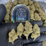 Grape Ape Washington DC Virginia