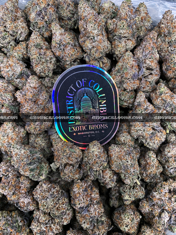 Close-up of London Truffle strain featuring dense, triangle-shaped dark olive green buds with thick orange hairs and frosty blue-tinted white trichomes, available for weed delivery in Virginia and Washington, DC. Known for its cherry chocolate flavor and euphoric relaxing high.