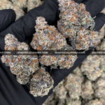 Close-up of London Truffle strain featuring dense, triangle-shaped dark olive green buds with thick orange hairs and frosty blue-tinted white trichomes, available for weed delivery in Virginia and Washington, DC. Known for its cherry chocolate flavor and euphoric relaxing high.
