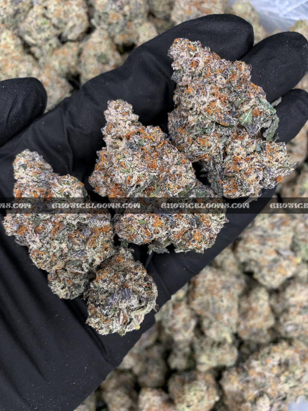 Close-up of London Truffle strain featuring dense, triangle-shaped dark olive green buds with thick orange hairs and frosty blue-tinted white trichomes, available for weed delivery in Virginia and Washington, DC. Known for its cherry chocolate flavor and euphoric relaxing high.