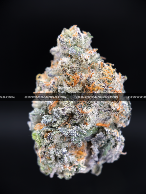 Close-up of London Truffle strain featuring dense, triangle-shaped dark olive green buds with thick orange hairs and frosty blue-tinted white trichomes, available for weed delivery in Virginia and Washington, DC. Known for its cherry chocolate flavor and euphoric relaxing high.