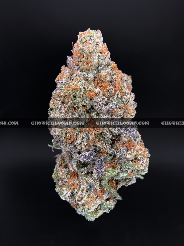 Close-up of London Truffle strain featuring dense, triangle-shaped dark olive green buds with thick orange hairs and frosty blue-tinted white trichomes, available for weed delivery in Virginia and Washington, DC. Known for its cherry chocolate flavor and euphoric relaxing high.