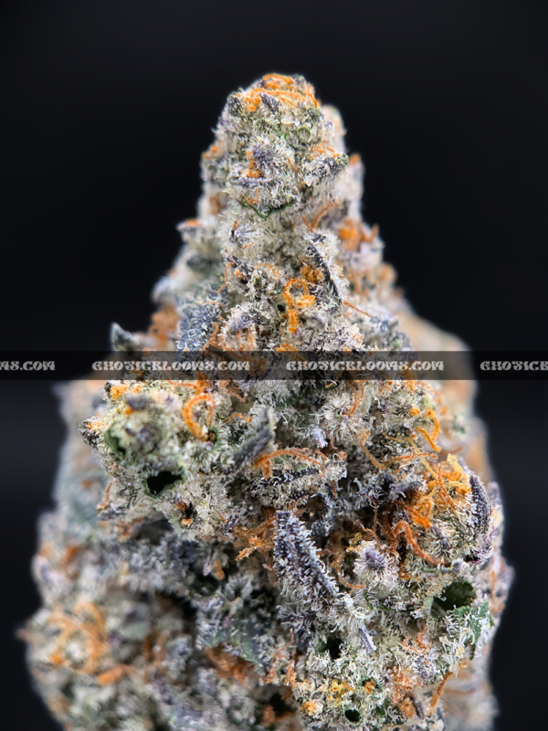 Close-up of London Truffle strain featuring dense, triangle-shaped dark olive green buds with thick orange hairs and frosty blue-tinted white trichomes, available for weed delivery in Virginia and Washington, DC. Known for its cherry chocolate flavor and euphoric relaxing high.