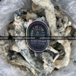 Close-up of Lucid Gates magic mushrooms featuring thick white stems and golden caps, known for their hybrid genetics and powerful psychedelic effects, available for Washington DC mushroom delivery.