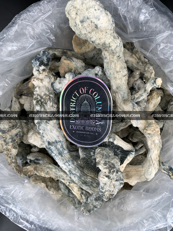 Close-up of Lucid Gates magic mushrooms featuring thick white stems and golden caps, known for their hybrid genetics and powerful psychedelic effects, available for Washington DC mushroom delivery.