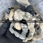 Close-up of Lucid Gates magic mushrooms featuring thick white stems and golden caps, known for their hybrid genetics and powerful psychedelic effects, available for Washington DC mushroom delivery.