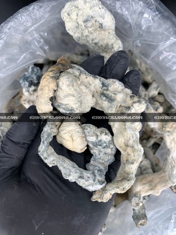 Close-up of Lucid Gates magic mushrooms featuring thick white stems and golden caps, known for their hybrid genetics and powerful psychedelic effects, available for Washington DC mushroom delivery.