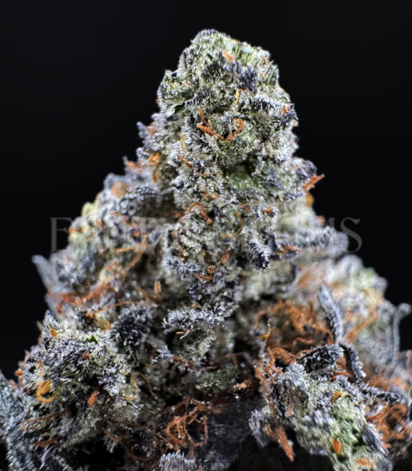Blue Lemon Haze Washington DC Virginia