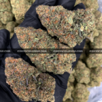 Close-up of Mochi Cake strain showing dense emerald-green buds with dark purple leaves, golden hairs, and frosty golden-white trichomes, available for weed delivery in Virginia and Washington, DC. Known for its creamy vanilla flavor and deeply relaxing indica effects.