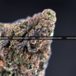 Close-up of Mochi Cake strain showing dense emerald-green buds with dark purple leaves, golden hairs, and frosty golden-white trichomes, available for weed delivery in Virginia and Washington, DC. Known for its creamy vanilla flavor and deeply relaxing indica effects.