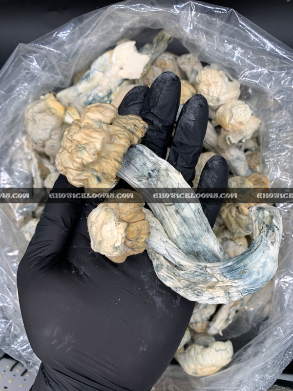 Close-up of Nutcracker magic mushrooms showing thick stems and caramel-colored caps, known for clear-headed euphoria and vivid visuals, available for Washington DC mushroom delivery.