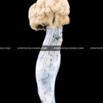 Close-up of Nutcracker magic mushrooms showing thick stems and caramel-colored caps, known for clear-headed euphoria and vivid visuals, available for Washington DC mushroom delivery.