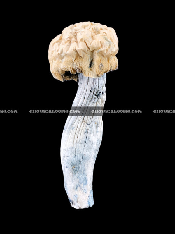 Close-up of Nutcracker magic mushrooms showing thick stems and caramel-colored caps, known for clear-headed euphoria and vivid visuals, available for Washington DC mushroom delivery.