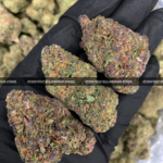 Close-up of Pink Guava strain featuring forest green buds with pink undertones, pink-orange hairs, and golden-amber trichomes, available for weed delivery in Virginia and Washington, DC. Known for its tropical guava flavor and euphoric hybrid effects.