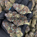 Close-up of Rainbow Marker strain featuring emerald-green buds with purple leaves, orange hairs, and frosty purple-tinted trichomes, available for weed delivery in Virginia and Washington, DC. Known for its citrus-berry flavor, vibrant appearance, and uplifting social effects.