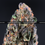 Close-up of Rainbow Marker strain featuring emerald-green buds with purple leaves, orange hairs, and frosty purple-tinted trichomes, available for weed delivery in Virginia and Washington, DC. Known for its citrus-berry flavor, vibrant appearance, and uplifting social effects.