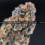 Close-up of Rainbow Marker strain featuring emerald-green buds with purple leaves, orange hairs, and frosty purple-tinted trichomes, available for weed delivery in Virginia and Washington, DC. Known for its citrus-berry flavor, vibrant appearance, and uplifting social effects.