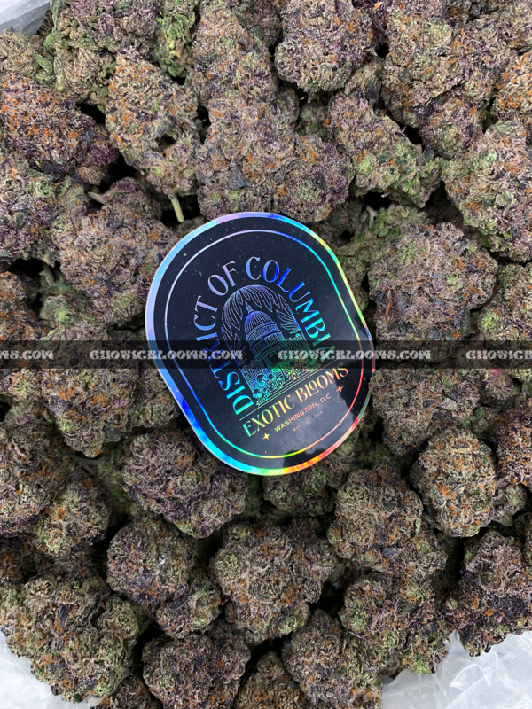 Close-up of Slapz strain showing dense olive green buds with blue undertones, amber hairs, and a frosty layer of blue-tinted trichomes, available for weed delivery in Virginia and Washington, DC. Known for its sweet lemon-lavender flavor and hard-hitting euphoric high.