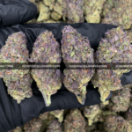 Animal Mint Cake cannabis – sweet vanilla mint hybrid for VA and DC cannabis delivery.