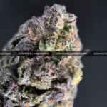 Animal Mint Cake cannabis – sweet vanilla mint hybrid for VA and DC cannabis delivery.