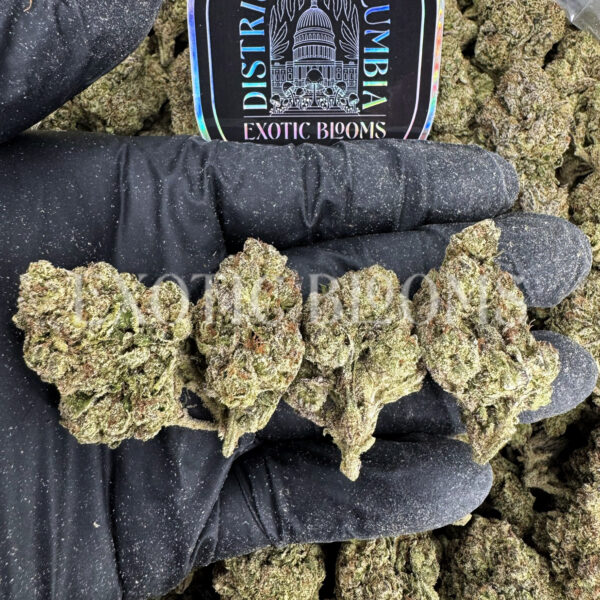 Candyland sativa cannabis strain – available for weed delivery in DC, Virginia, and Richmond via Exotic Blooms