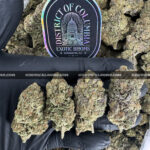 Candyland-strain-candy-land-exotic-blooms-delivery