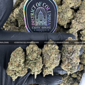 Candyland-strain-candy-land-exotic-blooms-delivery