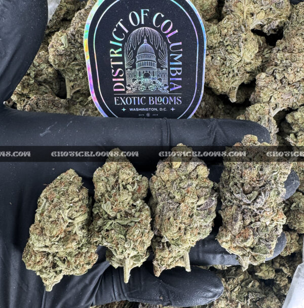 Candyland-strain-candy-land-exotic-blooms-delivery