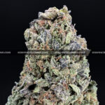 Candyland-strain-candy-land-exotic-blooms-delivery