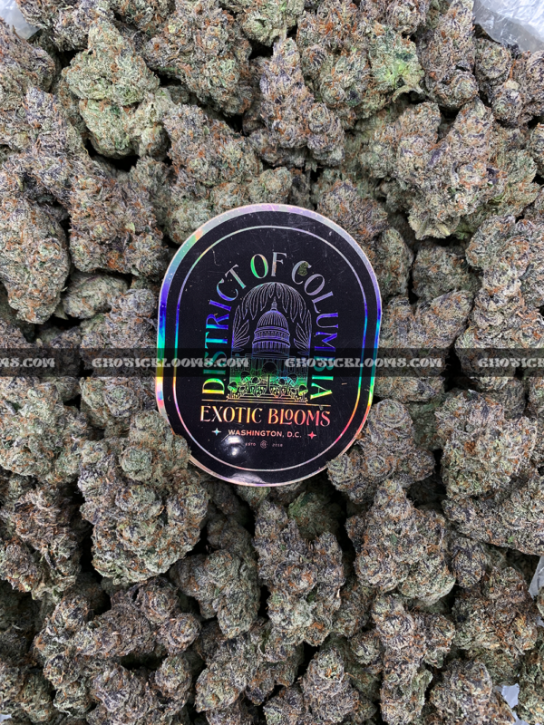 Cherry Paloma cannabis strain – balanced hybrid with citrus cherry and creamy gas notes for VA and DC delivery.