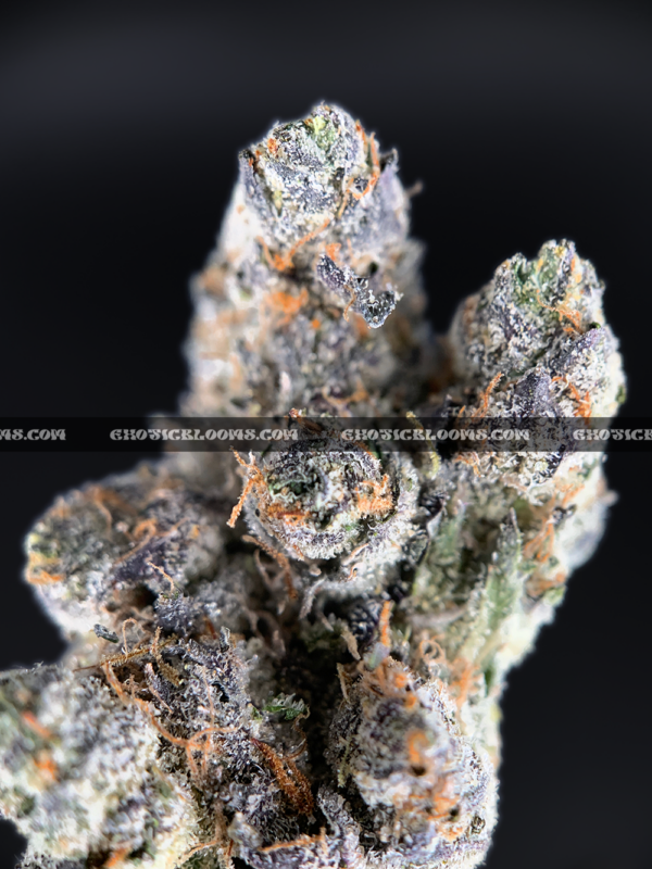 Cherry Paloma cannabis strain – balanced hybrid with citrus cherry and creamy gas notes for VA and DC delivery.