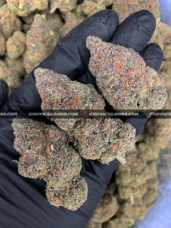 Frosty purple and green Grape GMO buds – premium indica strain for VA cannabis delivery
