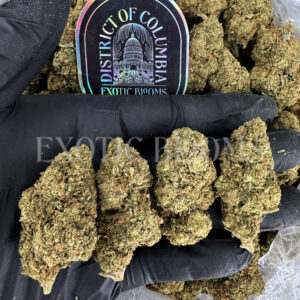 Jack Off Herer Washington DC Virginia