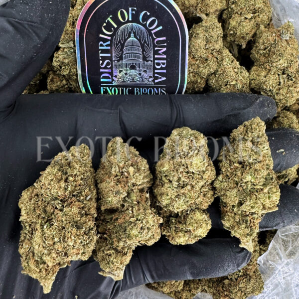 Jack Off Herer Washington DC Virginia