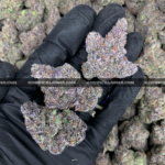 Guava Belts cannabis strain – high potency tropical sativa for delivery in Virginia and DC.