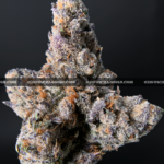 Guava Belts cannabis strain – high potency tropical sativa for delivery in Virginia and DC.