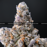 Guava Belts cannabis strain – high potency tropical sativa for delivery in Virginia and DC.